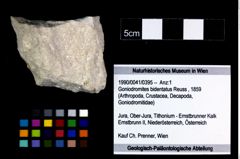 Foto (Objekt + Etikett) von Goniodromites bidentatus (Reuss, 1859)  (NHMW-GEO-1990-0041-0395)